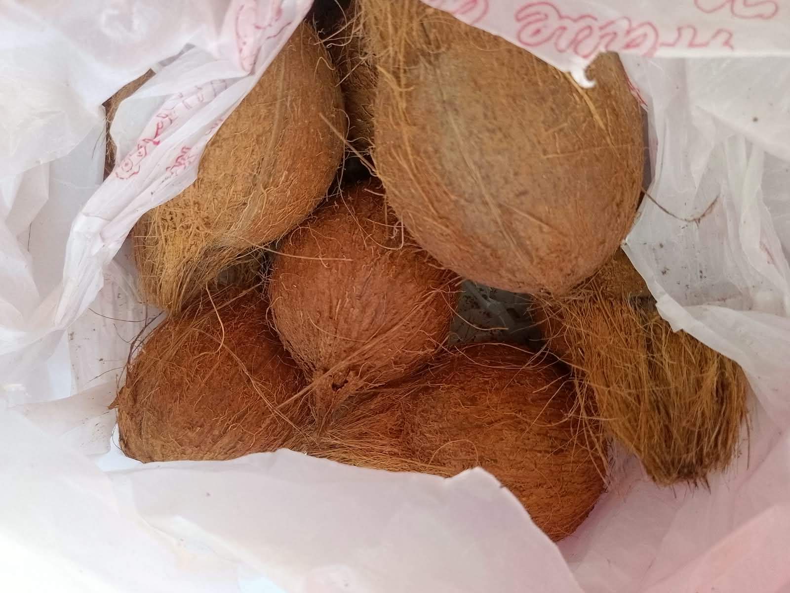 जट्टा नरिवल
